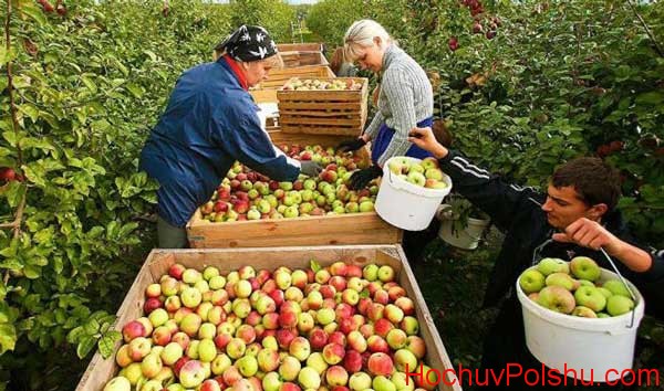 сбор яблок в Польше