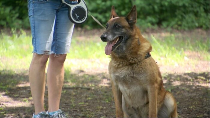 Історія собаки Стіва.  Тричі втікав до білоруських служб на польському кордоні