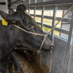 Люблінське воєводство.  Транспортування корів у мертвому стані.  Водіям загрожує 5 років позбавлення волі