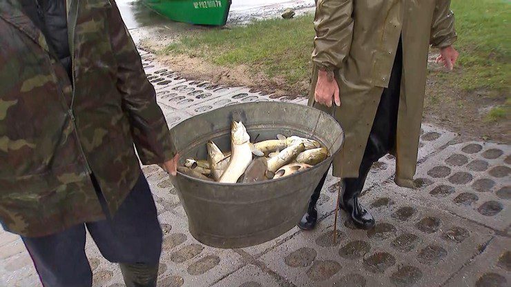 Велика Польща.  Сотні кілограмів мертвої риби, виловленої з озера Непрушевське