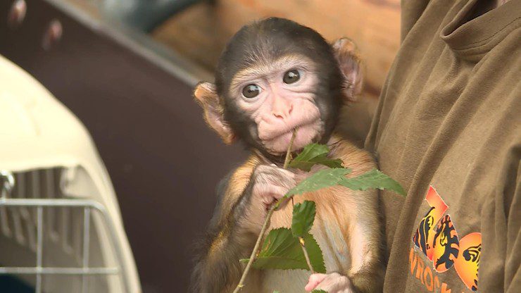  Вроцлав: Сонячна Мавпа осиротіла.  її "мама" став працівником зоопарку
