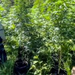 Полиция закрыла три плантации марихуаны.  Четыре человека задержали