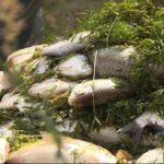 кір.  В річці Одер гинуть тисячі риб.  Тривають дослідження води та пошуки джерела проблеми