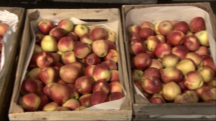 Бидгощ.  Польські яблука - продукт класу люкс?  Вартість їх виробництва зростає