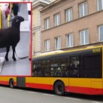 Варшава.  Чорна вівця сіла в автобус громадського транспорту.  Фото поширили в мережі