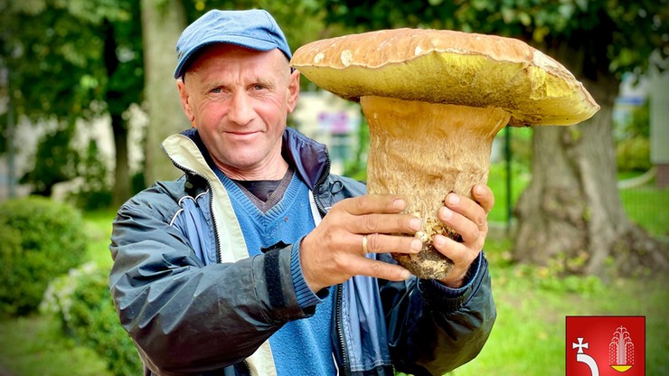 Величезний гриб.  Реалек важив понад два кілограми