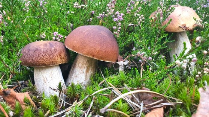 Опольське воєводство.  Кендзежинська лісова інспекція запрошує поласувати грибами