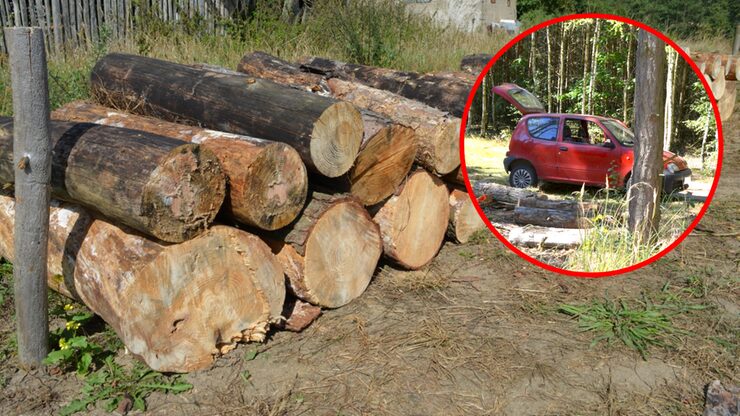 Злодії деревини в польських лісах.  Сейченто пішов грабувати