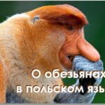 Полонія Цікава польська мова - Про мавп у польській мові Полонія Цікава польська мова - Про мавп у польській мові