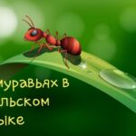 Полонія Цікава польська мова - Про мурахи у польській мові Полонія Цікава польська мова - Про мурахи у польській мові