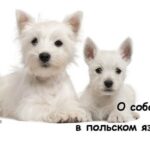 Полонія Цікава польська мова - Про собак у польській мові
