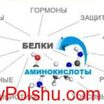 aminokisloty-2
